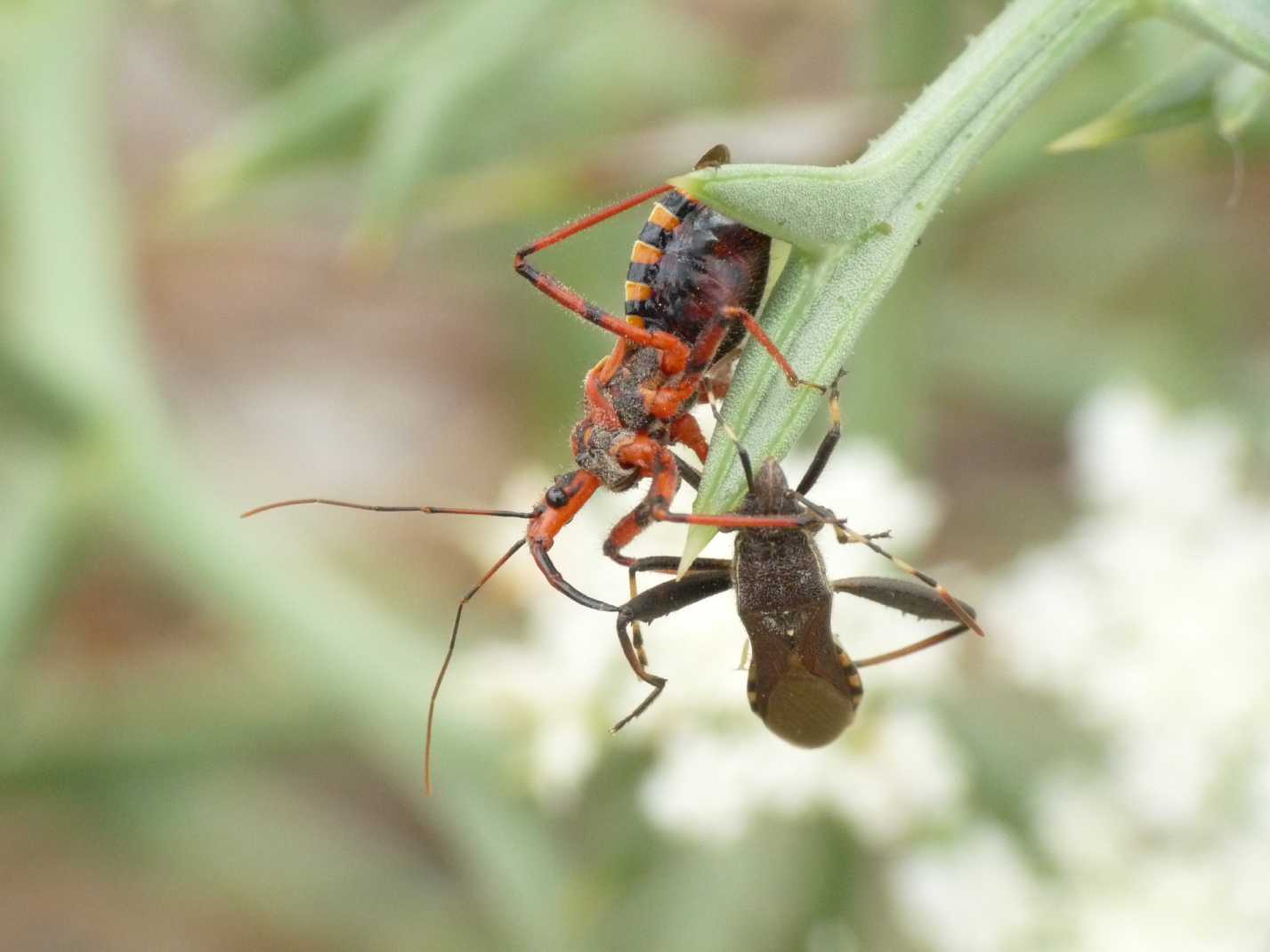 Rhynocoris erhytropus con preda